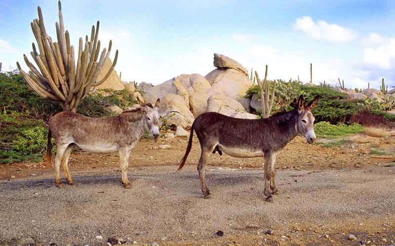 Aruba-Esek-Koruma-Alani